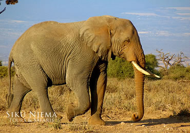 Elephant Bull in Amboseli National Park